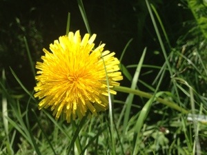 Dandelion